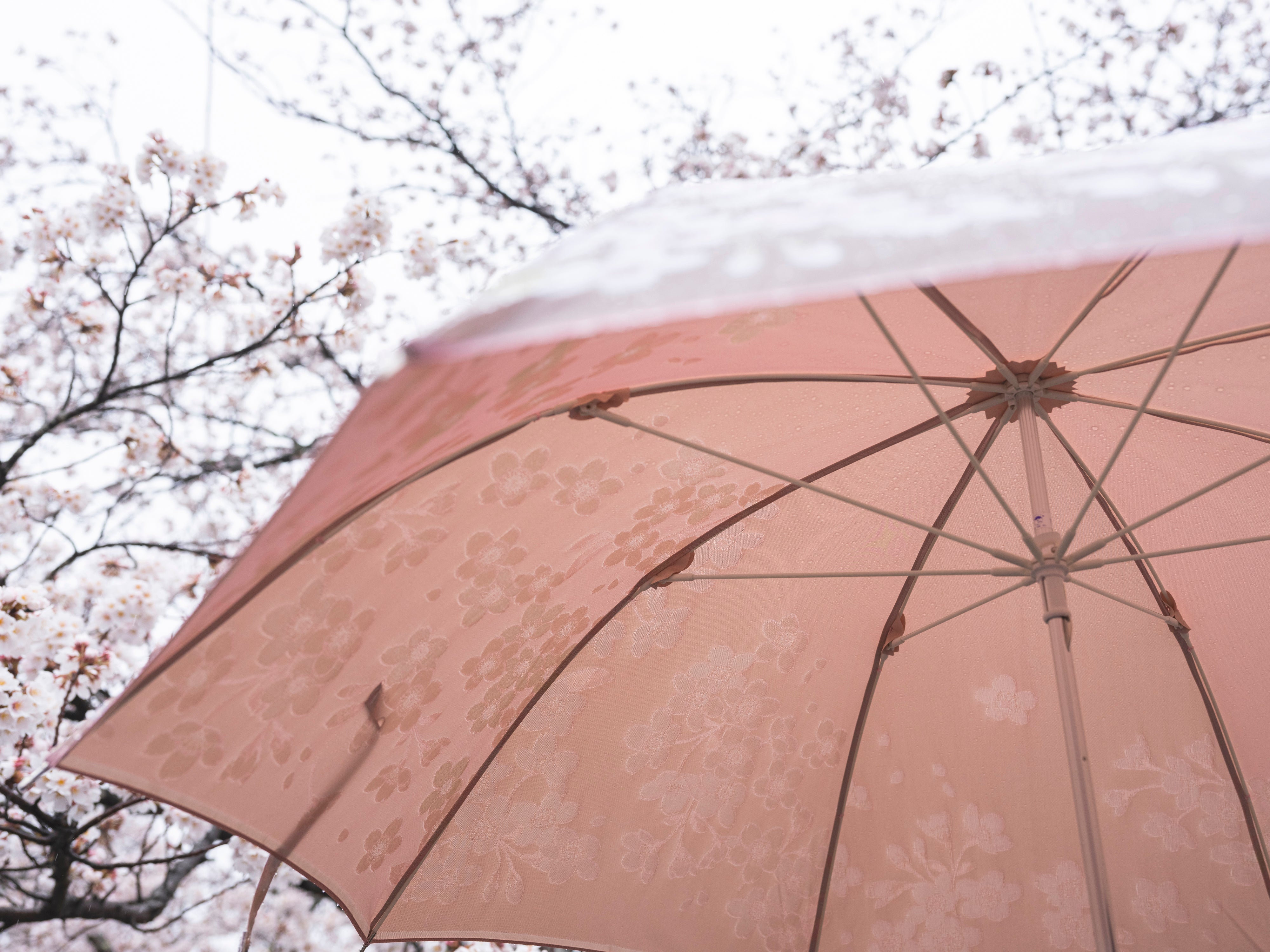 桜柄の婦人長傘