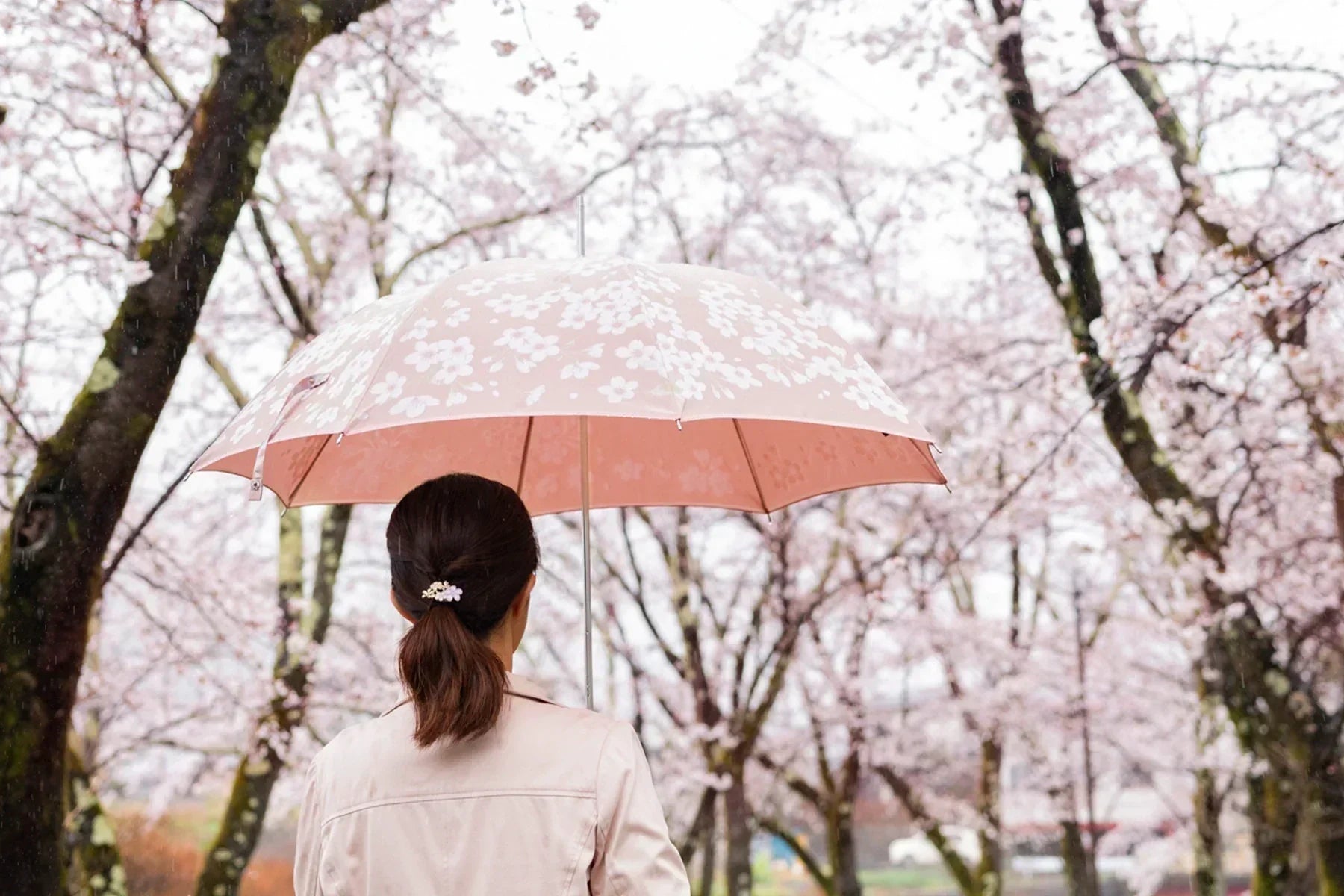桜並木の中で桜柄の婦人長傘を差す女性