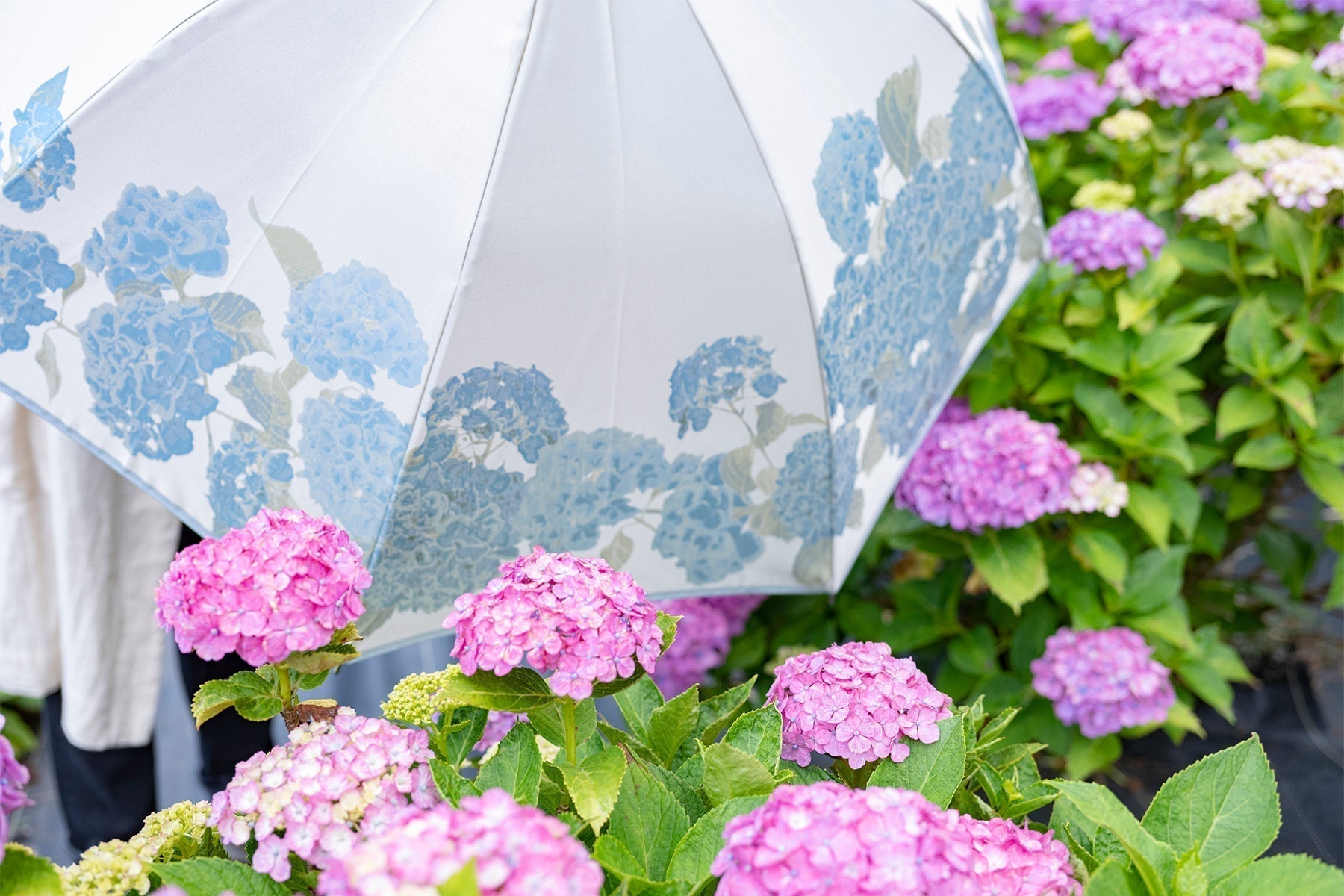 紫陽花柄のレディース傘と紫陽花
