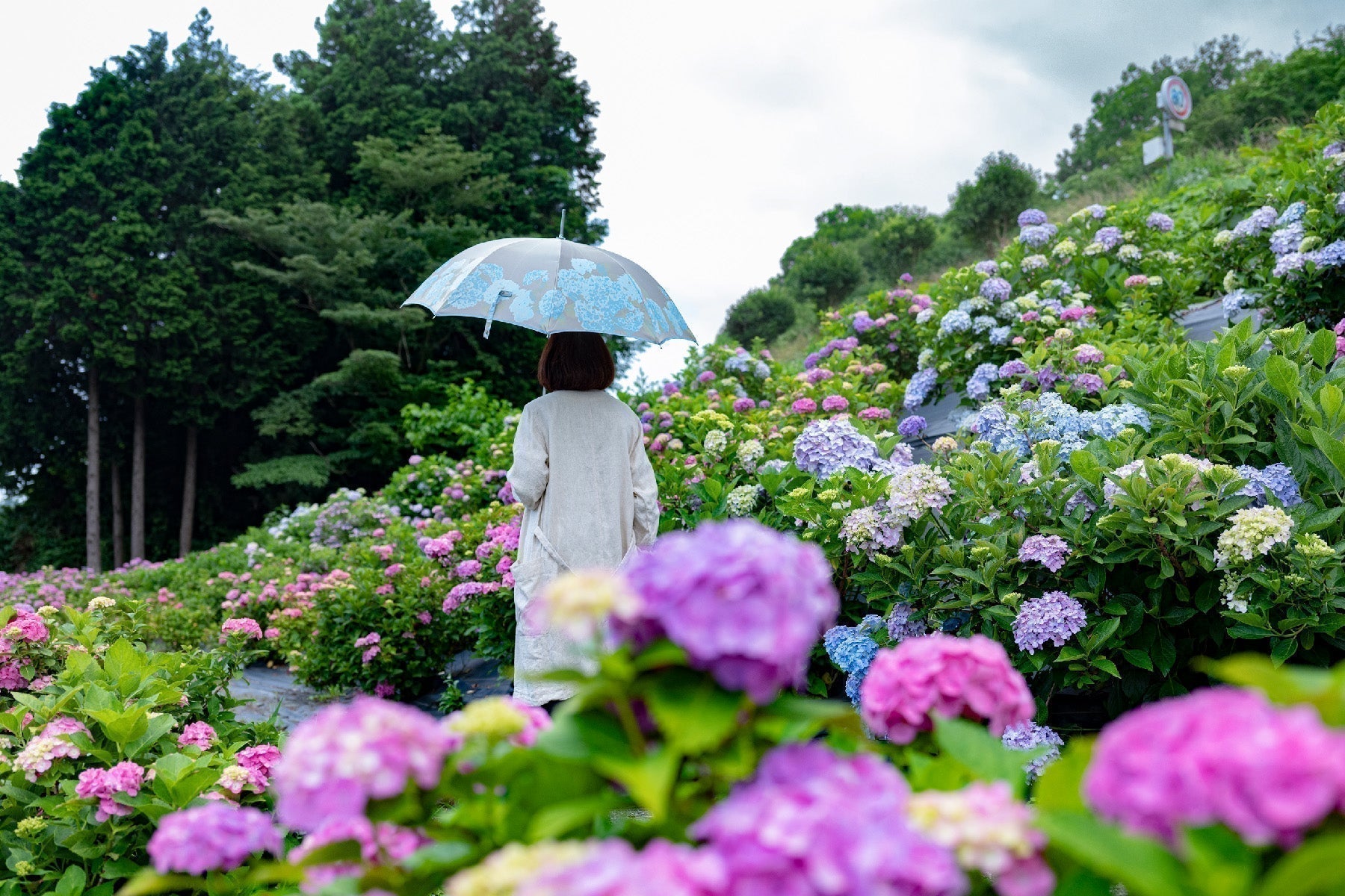 紫陽花に囲まれながら紫陽花の婦人傘を差す女性