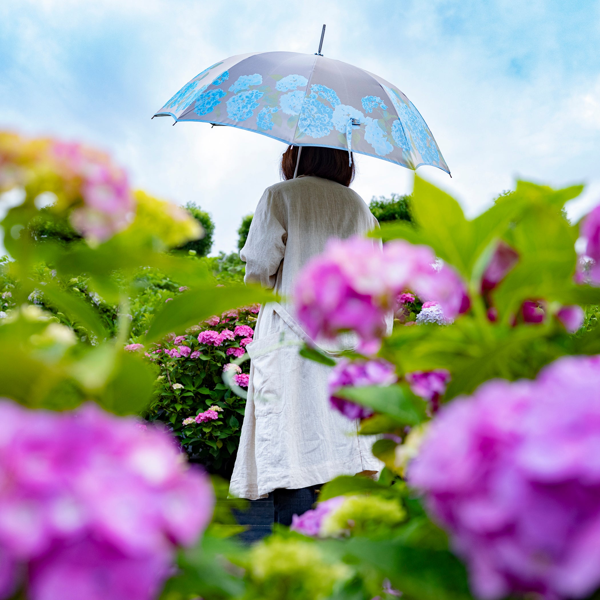 晴雨兼用　レディース　絵おり　紫陽花　ブルー　長傘　使用イメージ
